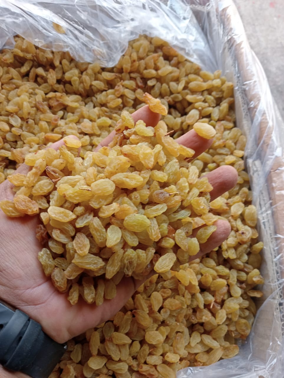 Short Raisins